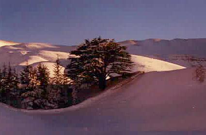 Cèdre du Liban sous la neige